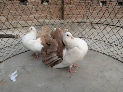 Sentient, Black tail , Brown tail , Dove