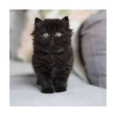 cash on delivery Persian Punch face triple coat cat Kitten