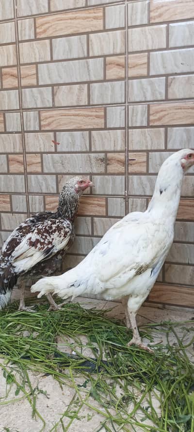 Sindhi aseel pathi for sale