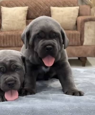 Cane corso male pup