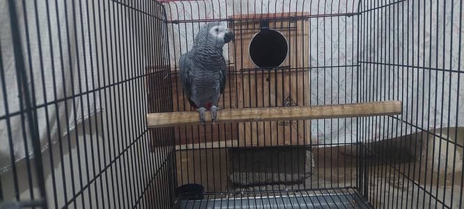 African grey male and female  available age 7 year old