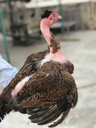 Asel thai O33Z 33 I6I 33 whattsapp or phone