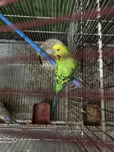 4 parrots 2 male 2 female