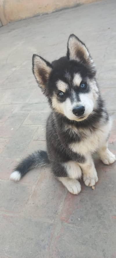 Siberian Husky puppies | Blue Eyes | Husky puppies For Sale