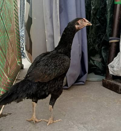 gher ke madi bhot achi hai