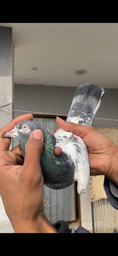 Royal teddy kabotar top class breeder pair granted