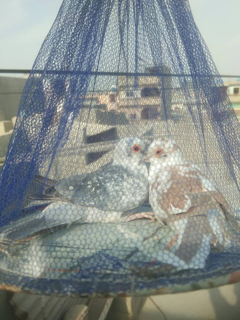 Pied Dove / Java Finch - Finches - 1109301800