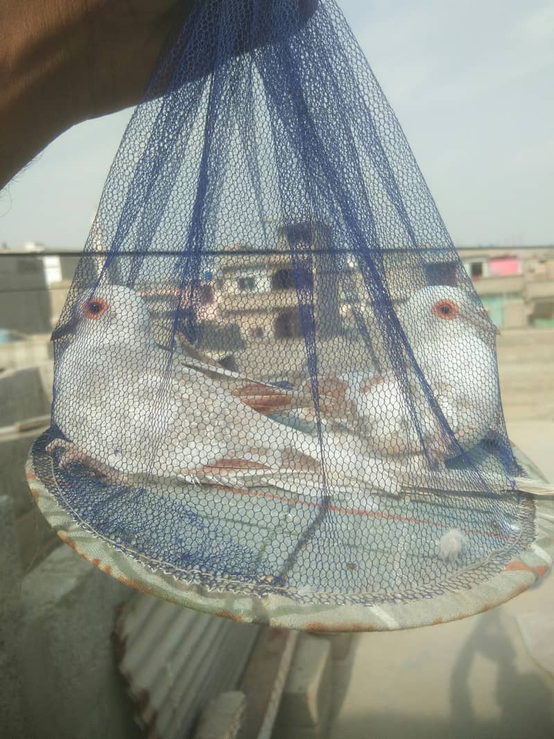 Pied Dove / Java Finch - Finches - 1109301800