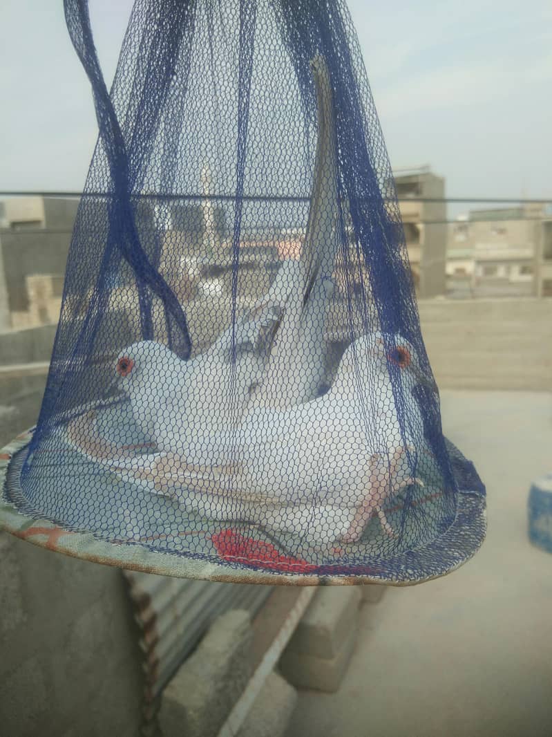 Pied Dove / Java Finch - Finches - 1109301800