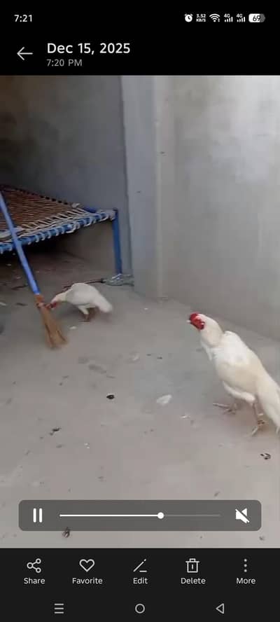 pure white aseel pair also eggs available