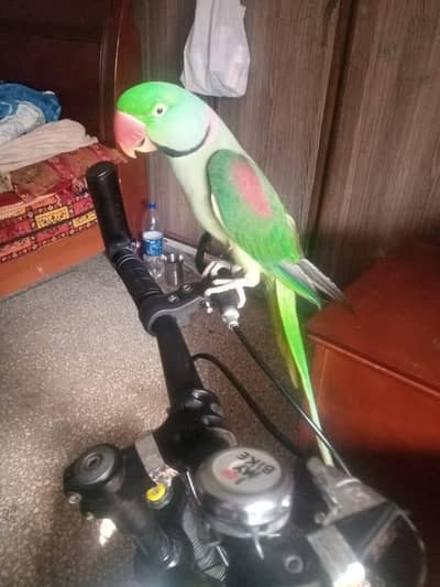 Alexander Raw parrot breeder male