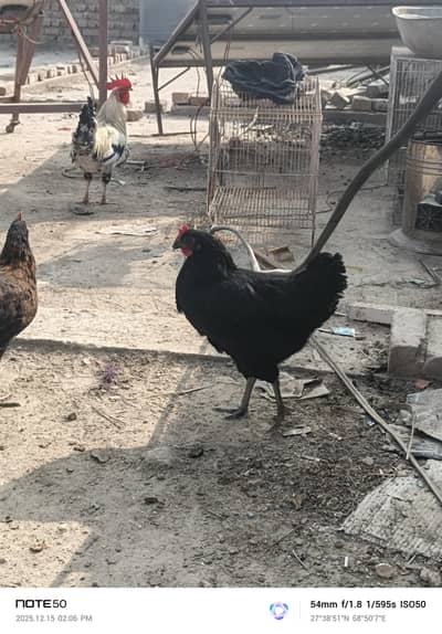 loman black hen