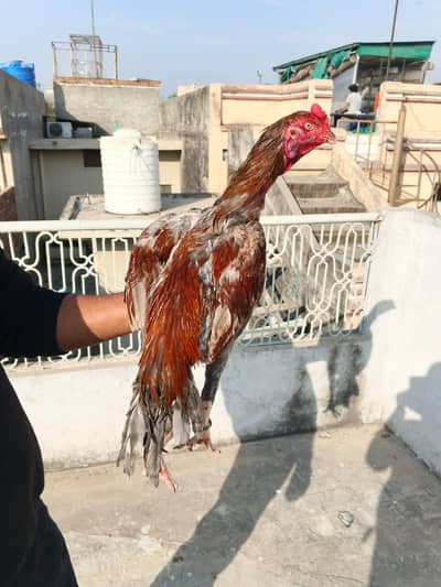 Pakistani Aseel sleta jawa