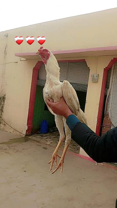 shamoo best quality male