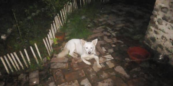 healthy and active dog