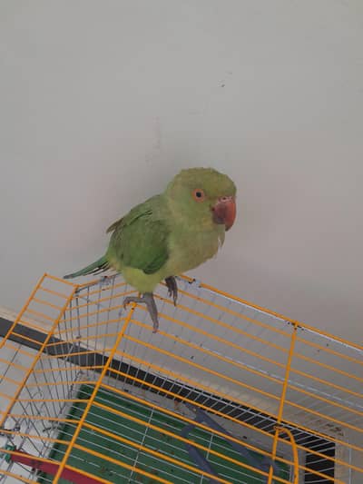 green parrot