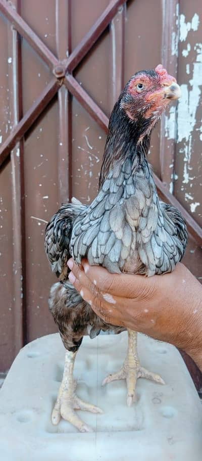 jis Bhai ko chaheye rabta krly