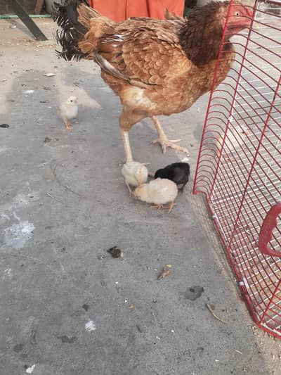 King size high quality pure aseel chicks for sale
