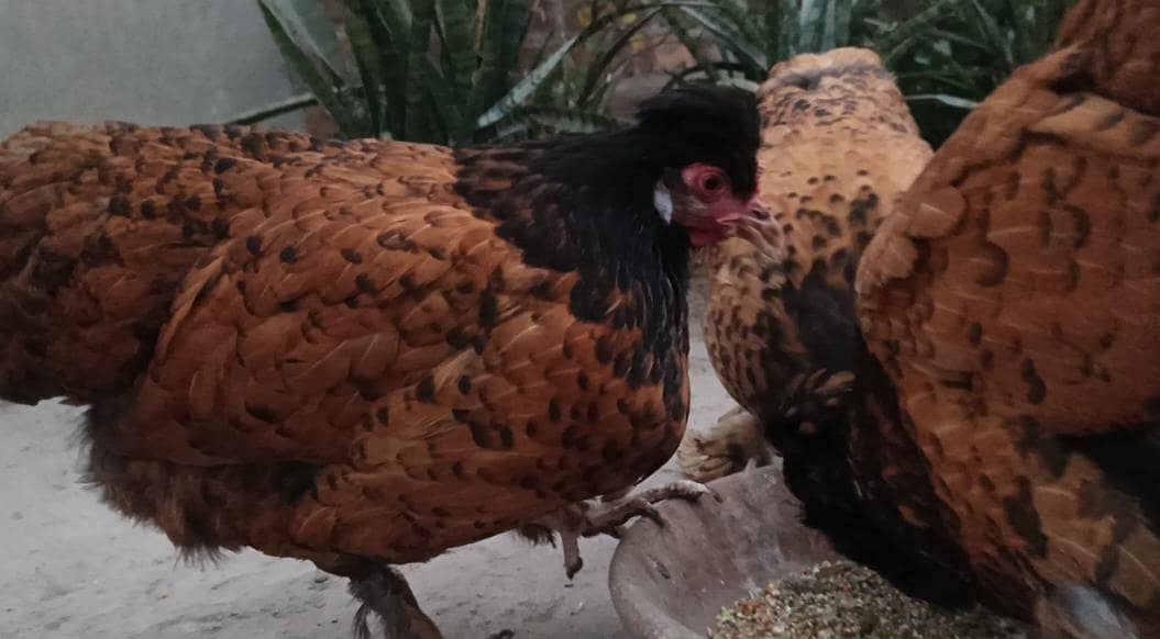 Top Quality Mutation buff set/buff set /buff breeder set 1