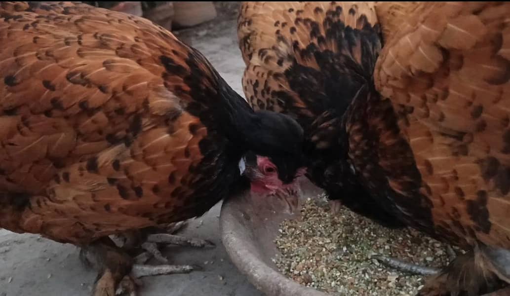 Top Quality Mutation buff set/buff set /buff breeder set 2