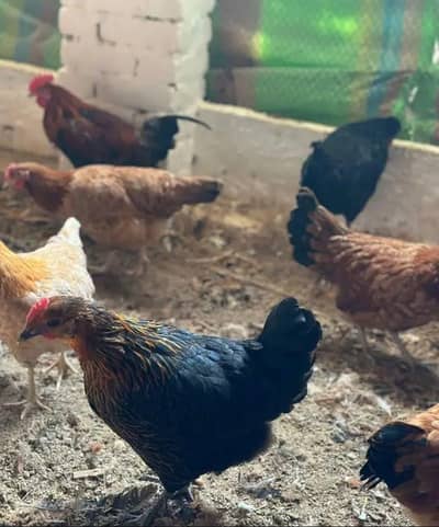 Golden misri|Egg laying Hen|Golden misri starter