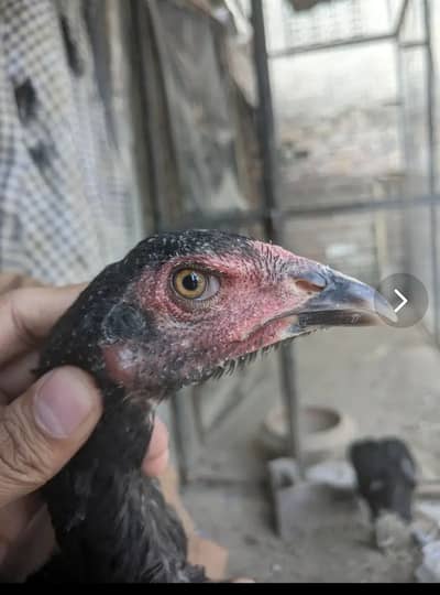 MHA imported birds ki breed ha sale k liya