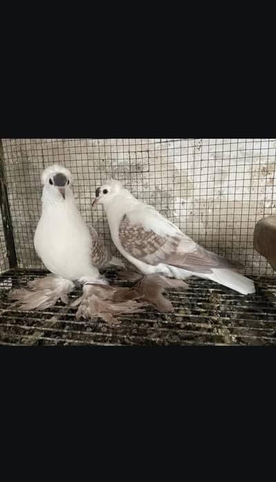 Pigeons Swallow Breedair Pair