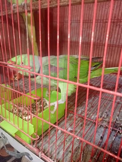 hand tam talking  full breeder pair