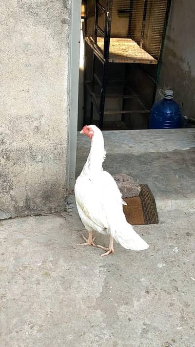 i aseel madia  mazboot jor video available female for sale