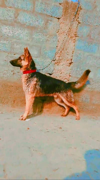 German shepherd