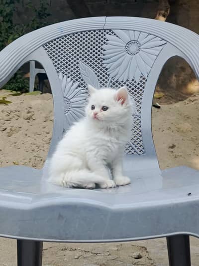 Persian kitten female.