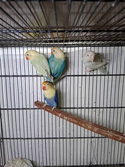 Love birds for sale