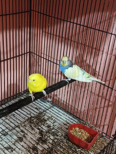 Budgie pair for sell. Breader pair| laga laga ya jora