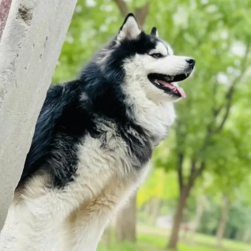 Siberian Husky show quality Male Available — photo 2
