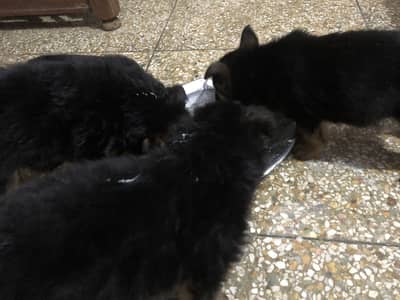 Gsd double code puppies