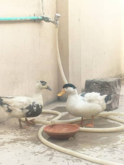 Ducks breeder pair