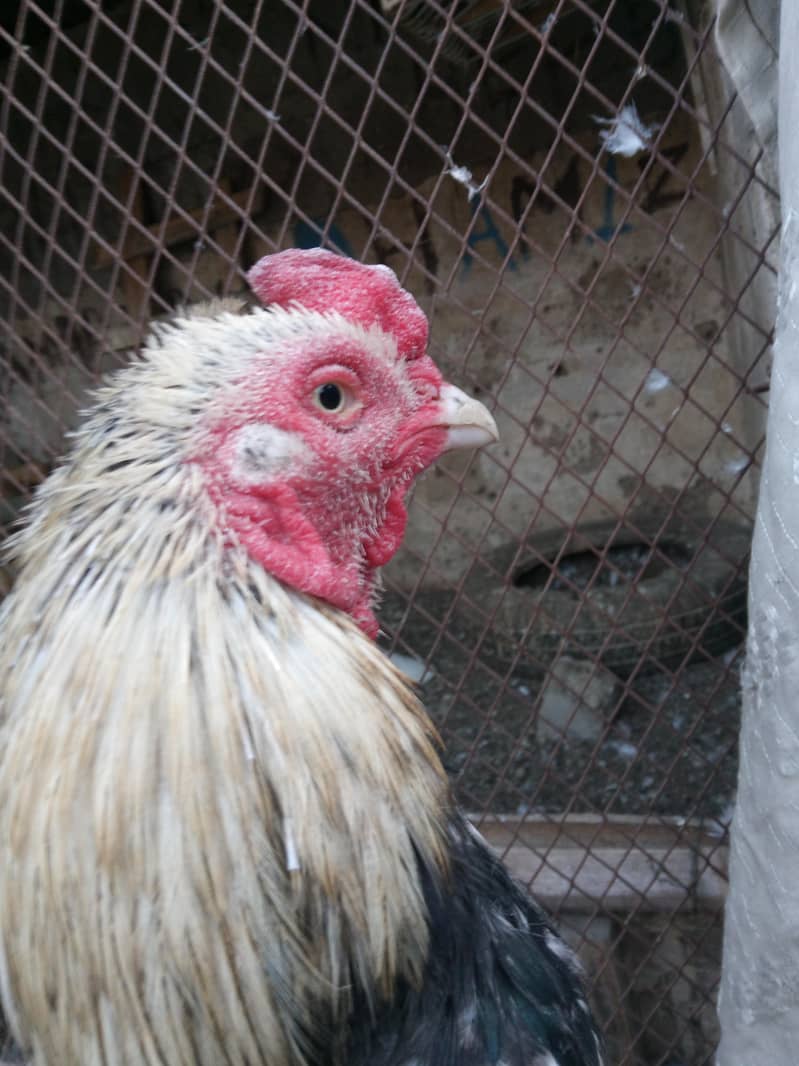 aseel java for sale 0