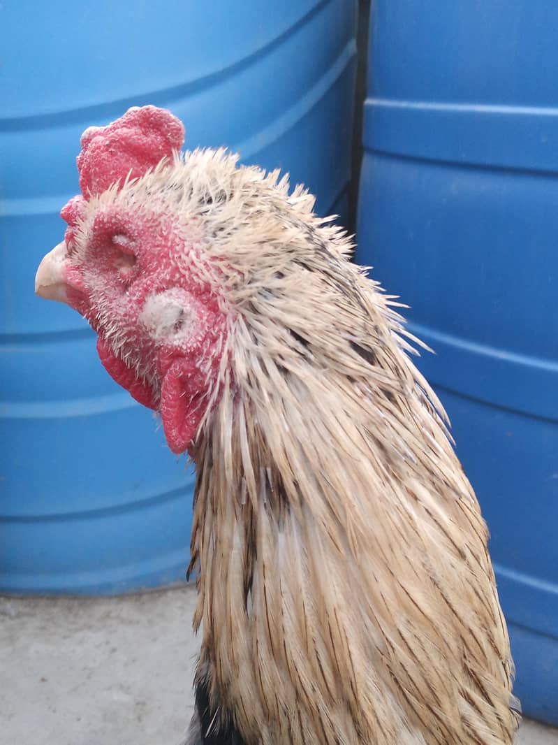 aseel java for sale 1