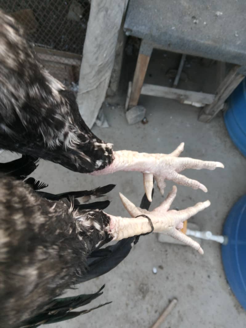 aseel java for sale 2