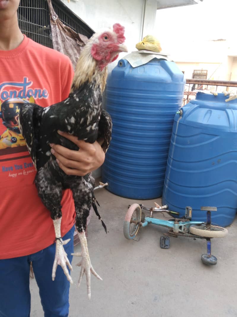 aseel java for sale 4