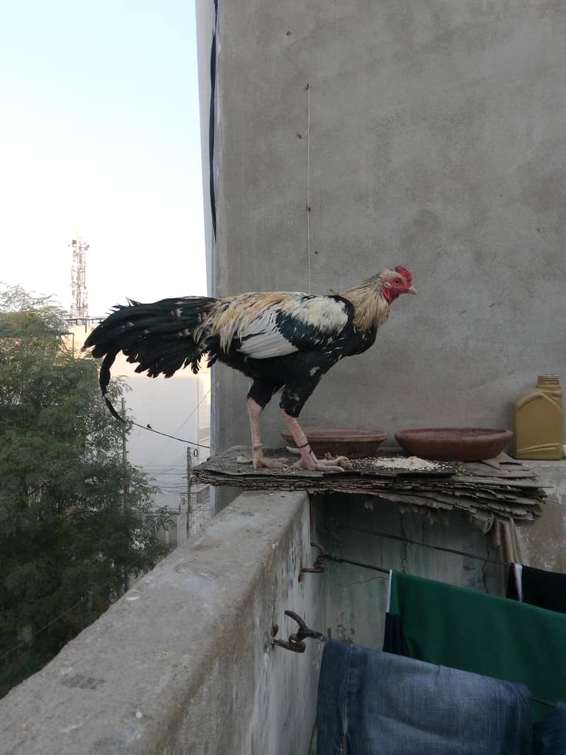 aseel java for sale 5