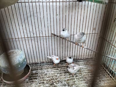 4 finches pairs