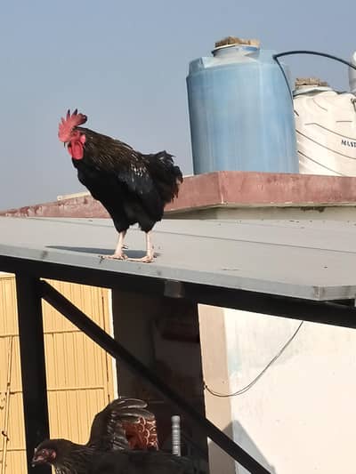 Japness Ghar ki Pali stater fresh 2 hens 1 male for sale