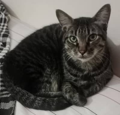 Healthy and super active  cats