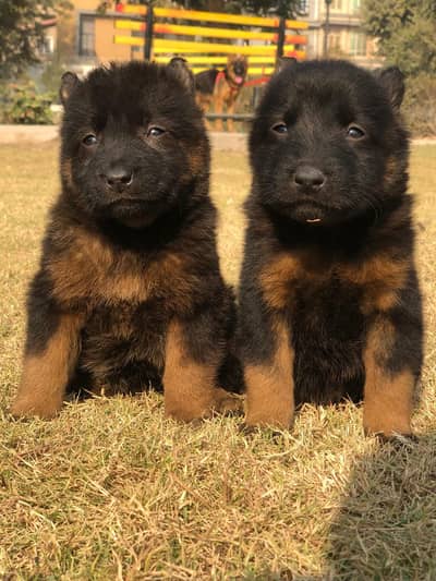German Shepherd pair | long coat | double coat | German Shepherd dog