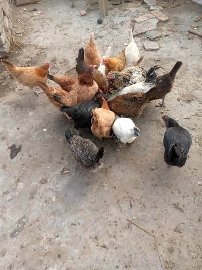 Ando wali murgia for sale