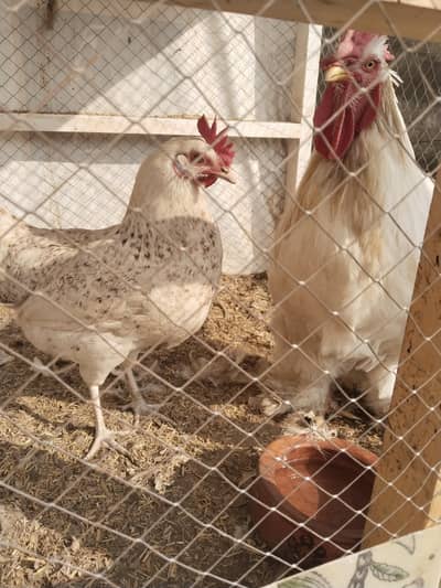 White buff  eggs available