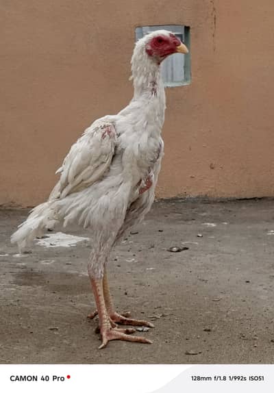 White O shamo pathy buy 1 get 1 free