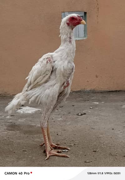 White O shamo pathy buy 1 get 1 free