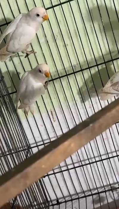 Love birds 700 per piece